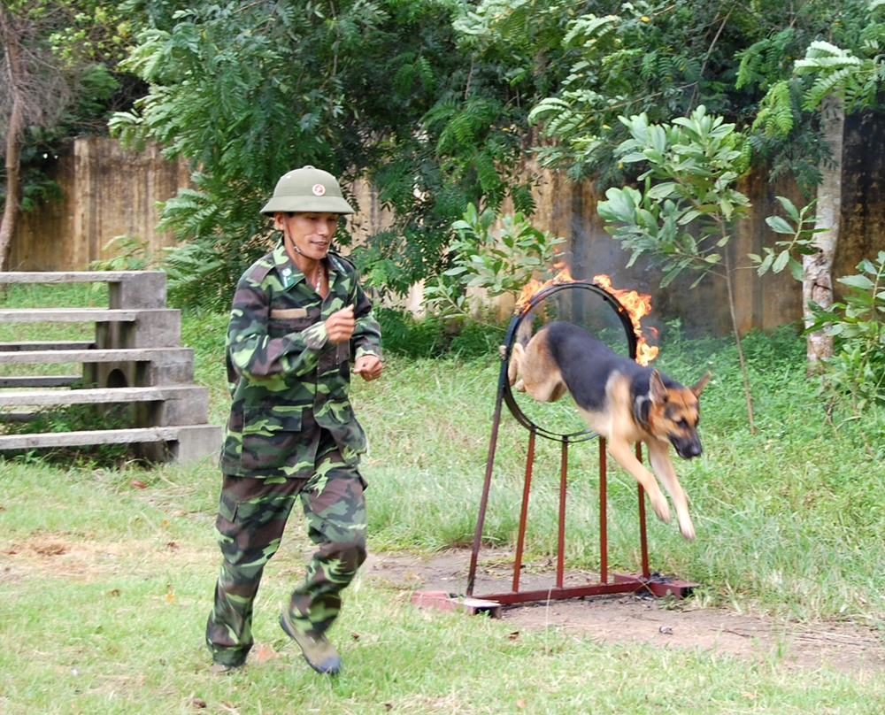 Nhảy qua vòng lửa.